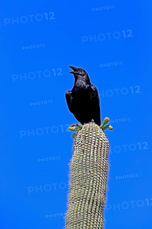 Chihuahuan raven (Corvus cryptoleucus), adult, calling, on saguaro cactus, Sonoran Desert, Arizona, North America, USA, North America