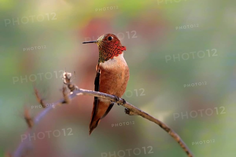 Rufous hummingbird (Selasphorus rufus), adult, male, perch, Sonoran Desert, Arizona, North America, USA, North America