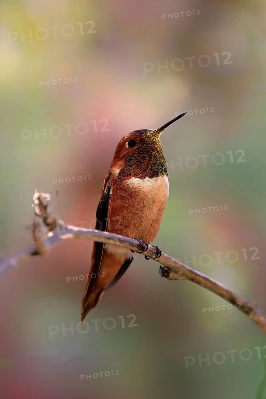 Rufous hummingbird (Selasphorus rufus), adult, male, perch, Sonoran Desert, Arizona, North America, USA, North America
