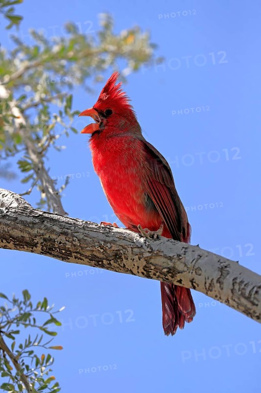 Northern cardinal (Cardinalis cardinalis), adult, male, on tree, singing, Sonora Desert, Arizona, North America, USA, North America
