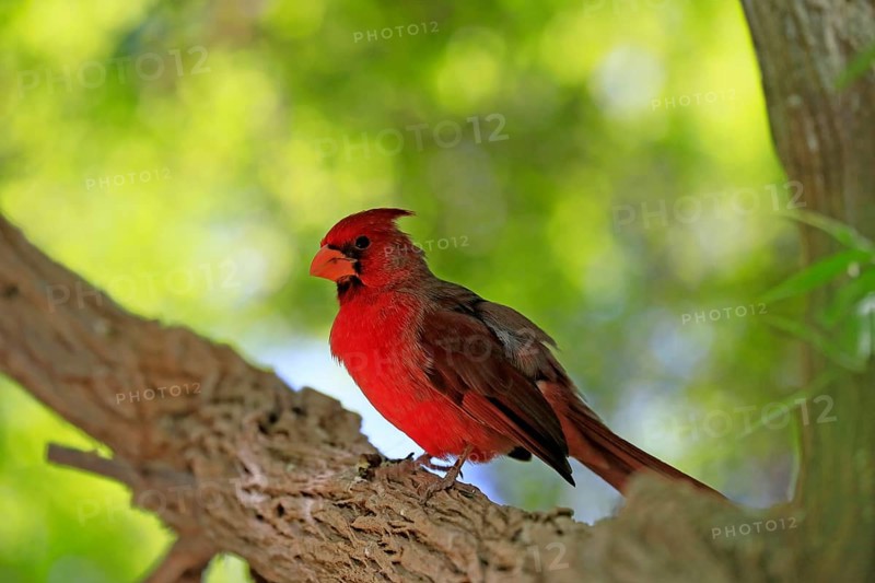 Northern cardinal (Cardinalis cardinalis), adult, male, on tree, alert, Sonoran Desert, Arizona, North America, USA, North America