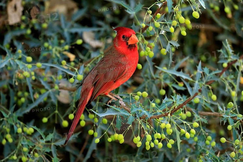 Northern cardinal (Cardinalis cardinalis), adult, male, on tree, foraging, Sonora Desert, Arizona, North America, USA, North America