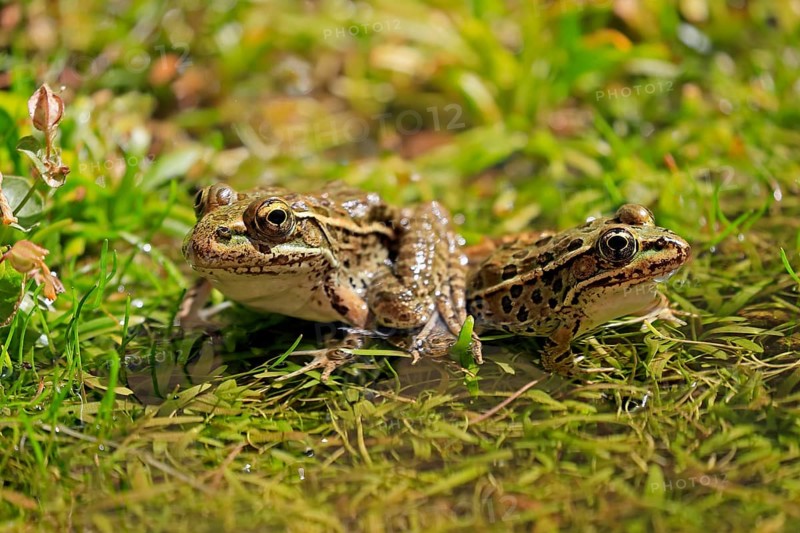 Northern leopard frog (Lithobates pipiens), adult, pair, in water, Sonoran Desert, Arizona, North America, USA, North America