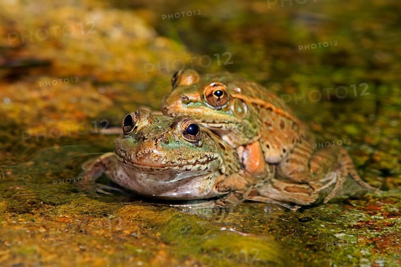 Northern leopard frog (Lithobates pipiens), adult, pair, in water, mating, Sonoran Desert, Arizona, North America, USA, North America
