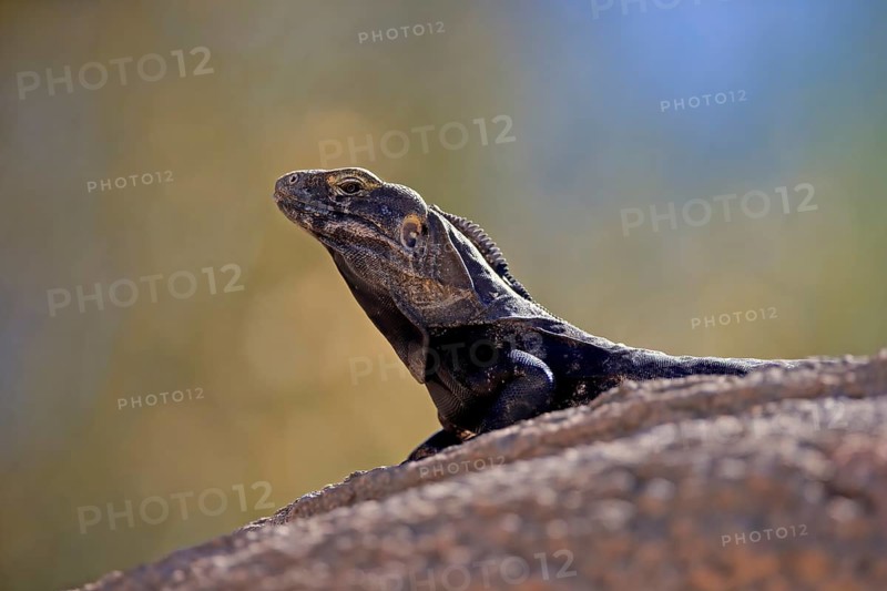 Chuckwalla, (Common Chuckwalla ater), adult, on ground, foraging, portrait, Sonoran Desert, Arizona, North America, USA, North America
