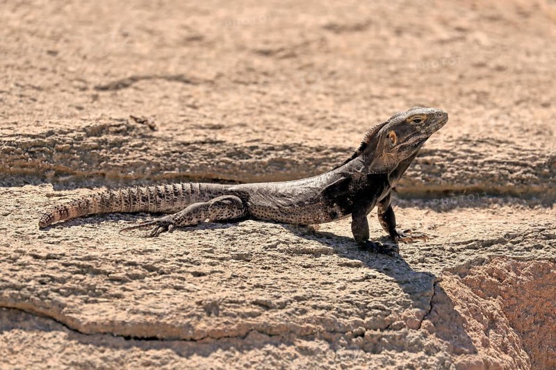Chuckwalla, (Common Chuckwalla ater), adult, on the ground, foraging, Sonoran Desert, Arizona, North America, USA, North America