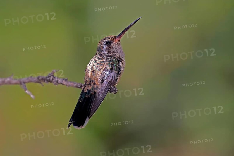 Broad-billed hummingbird (Cynanthus latirostris), adult, female, in perch, Sonoran Desert, Arizona, North America, USA, North America