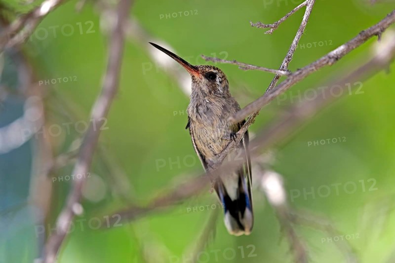 Broad-billed hummingbird (Cynanthus latirostris), adult, female, in perch, Sonoran Desert, Arizona, North America, USA, North America