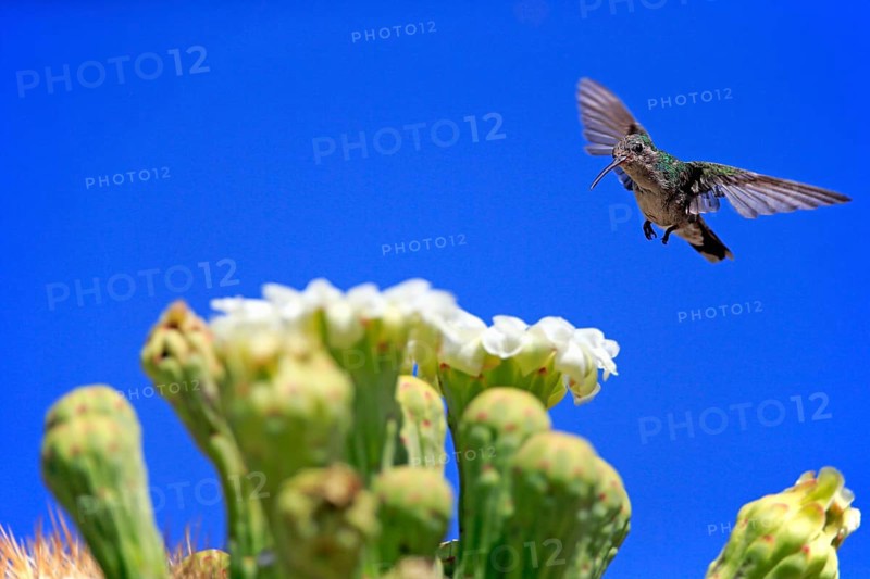 Broad-billed hummingbird (Cynanthus latirostris), adult, female, flying, on flower, foraging, Sonoran Desert, Arizona, North America, USA, North America