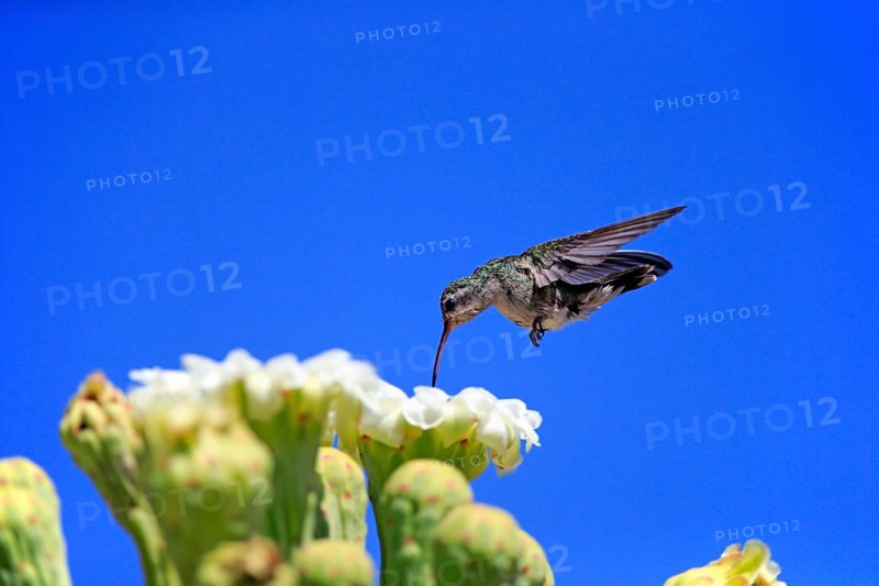 Broad-billed hummingbird (Cynanthus latirostris), adult, female, flying, on flower, foraging, Sonoran Desert, Arizona, North America, USA, North America