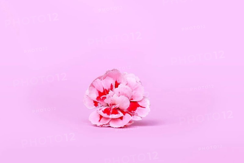Single pink Dianthus flowers on pastel pink background