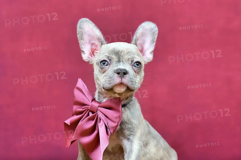 Portrait of young Lilac Brindle French Bulldog dog puppy with burgundy ribbon in front of studio background