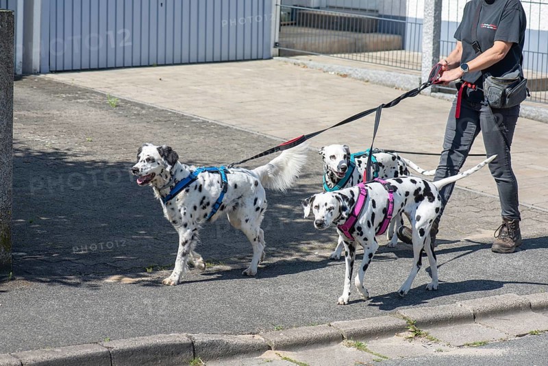 Three Dalmatian dogs on a lead, Bavaria, Germany, Europe