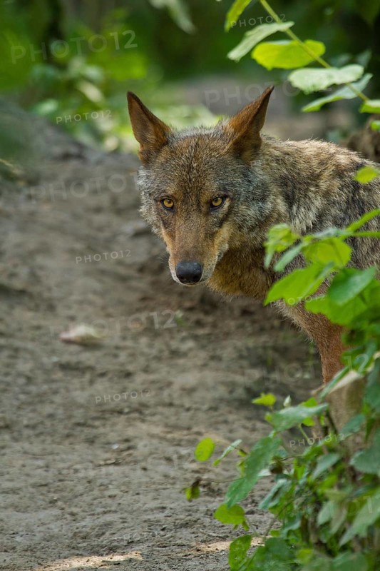 Iberian Wolf (Canis lupus signatus)