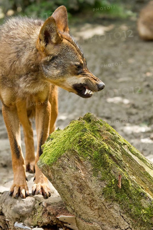 Iberian Wolf (Canis lupus signatus)