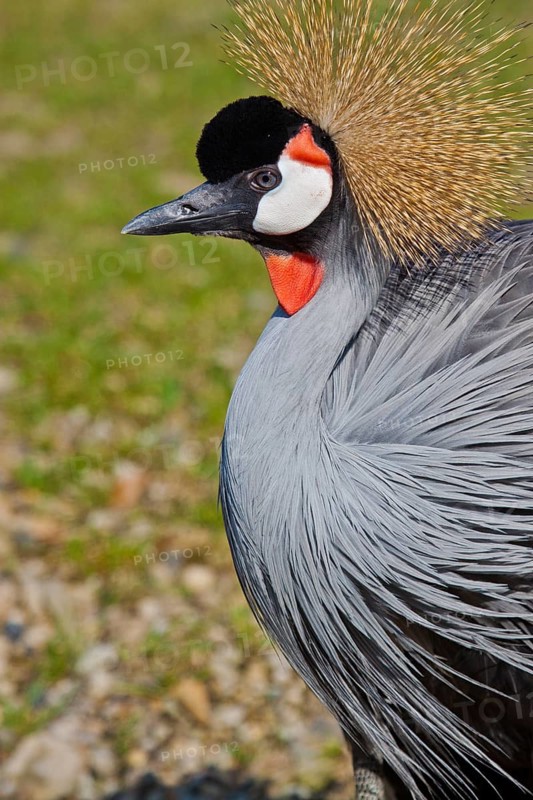 Grey crowned crane (Balearica regulorum gibbericeps)