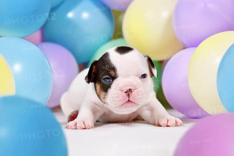 Cute pied and tan French Bulldog dog puppy between colorful balloons