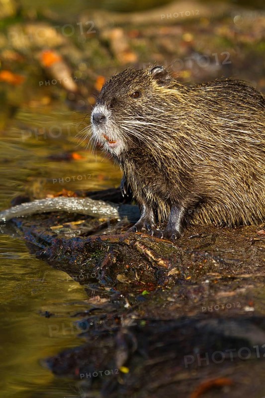 Nutria (Myocastor coypus)