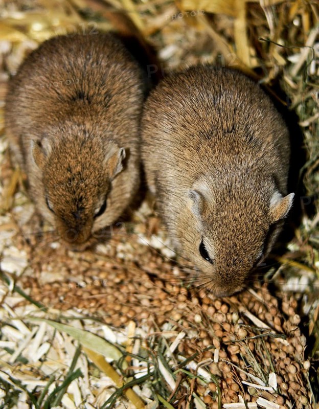 Mongolian gerbil (Meriones)