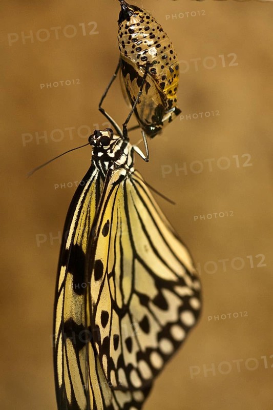 Freshly hatched Paper kite (Idea leuconoe)