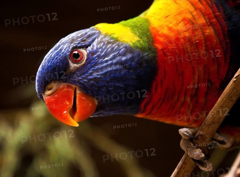 Allfarblori (Trichoglossus haematodus)
