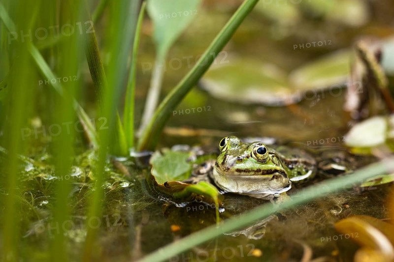 Green frog (Pelophylax kl. esculentus) in the pond