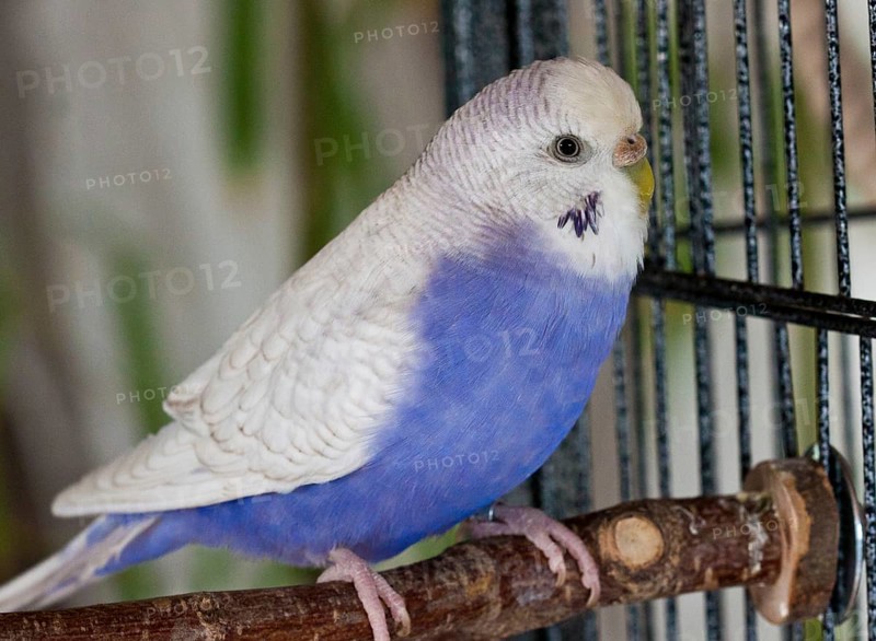Budgie (Melopsittacus undulatus)