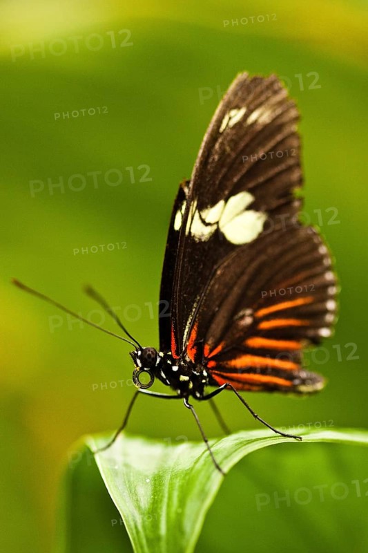 Red Postman (Heliconius erato)