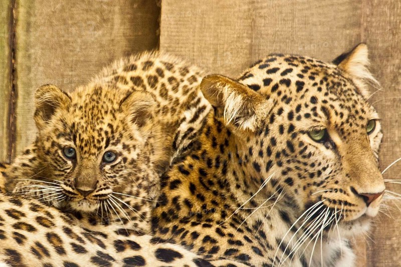 Persian leopardess with young leopard