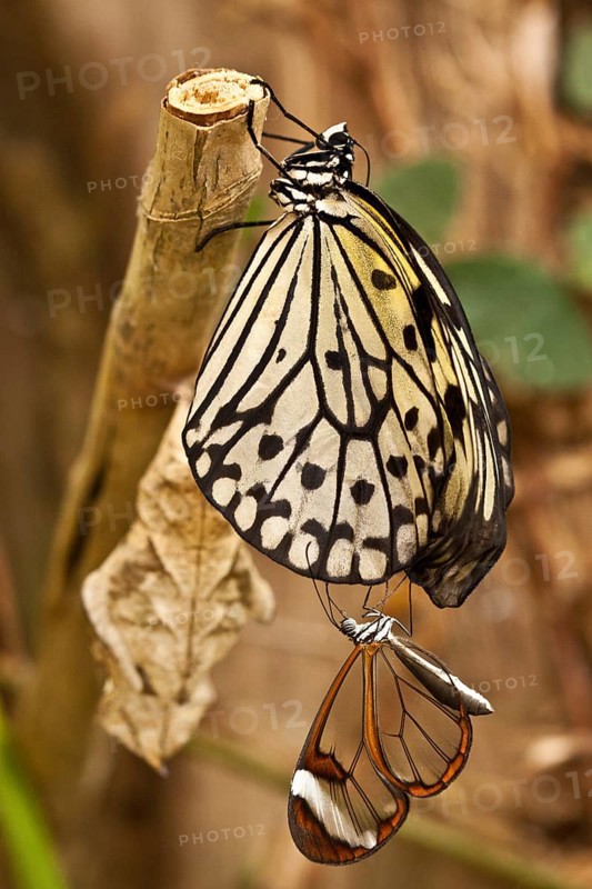 Glasswing butterfly and Paper kite