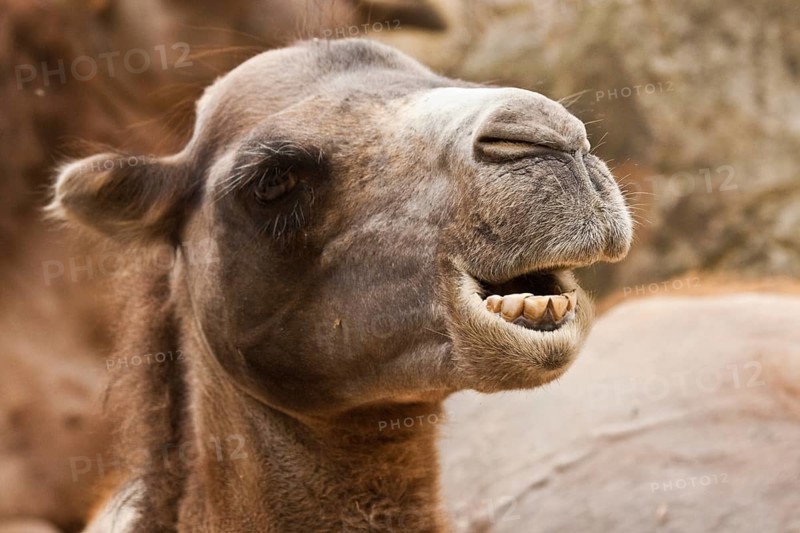Bactrian camel (Camelus ferus)