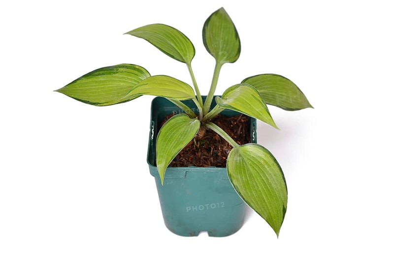 'Hosta x tardiana June' plant with lime green leaves with draker edges in black plastic flower pot on white background