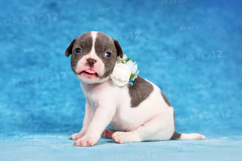 Funny pied French Bulldog puppy with flower collar sticking out tongue