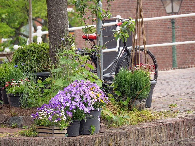 Various flower pots and a bicycle decorate a cobblestone street next to a tree in the city, Leiden, Netherlands