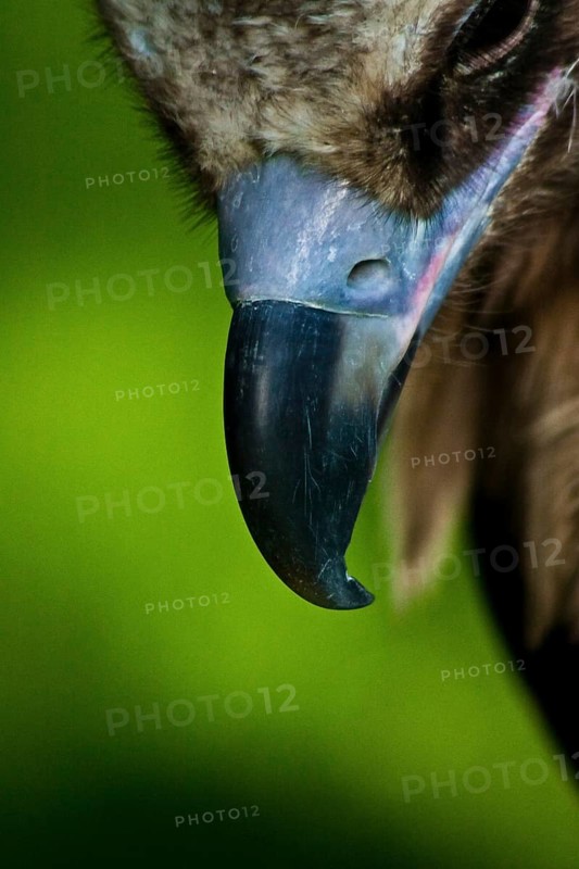 Eurasian black vulture, habitat Southern Europe and Central Asia