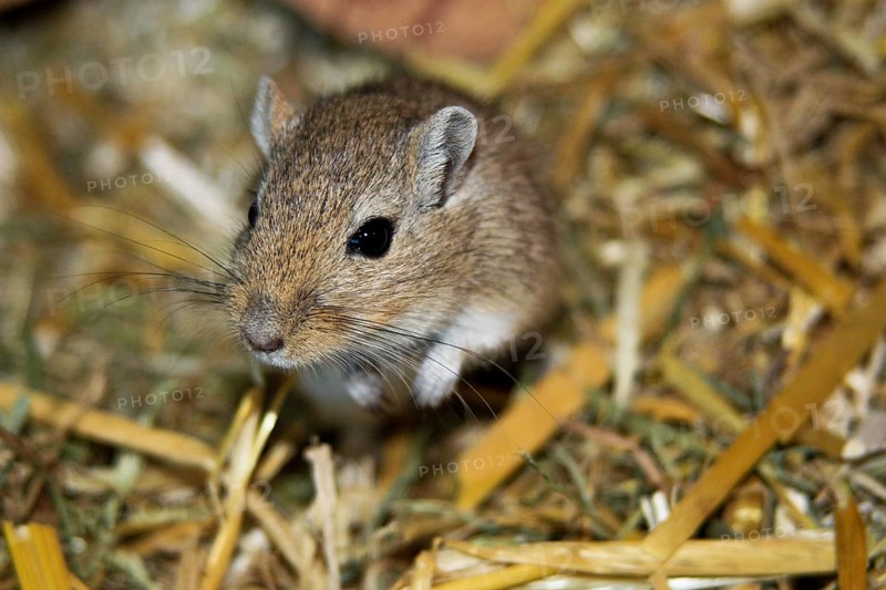 Mongolian gerbil, habitat highlands of Mongolia, northern China and southern Russia