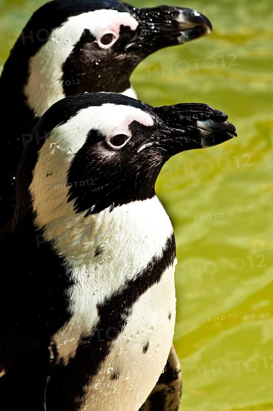 African penguins, habitat of penguin islands from Namibia to the South African east coast near Natal