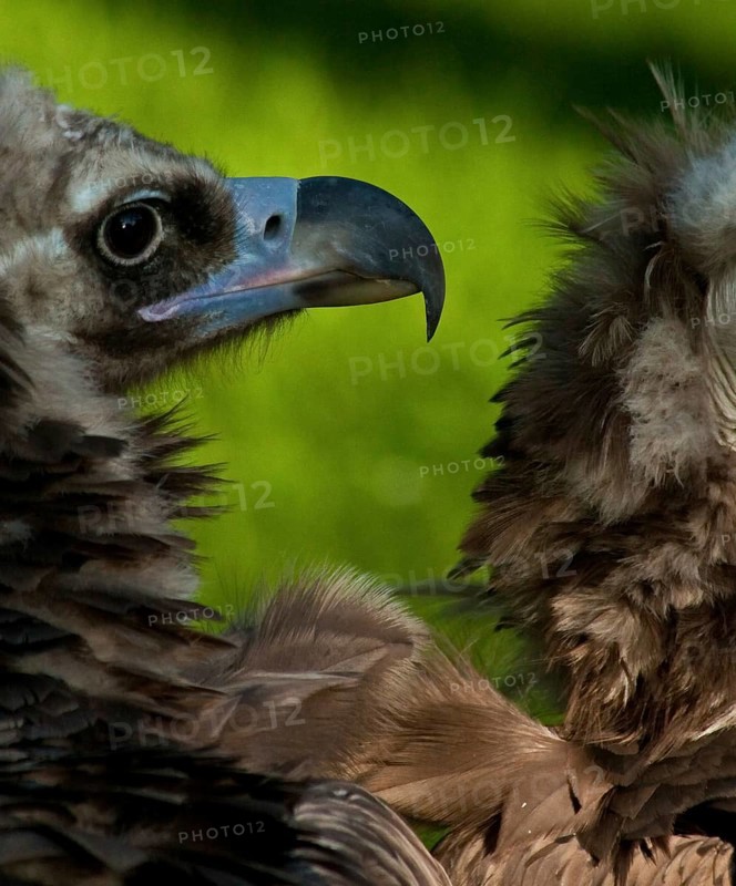 Eurasian black vulture, habitat Southern Europe and Central Asia