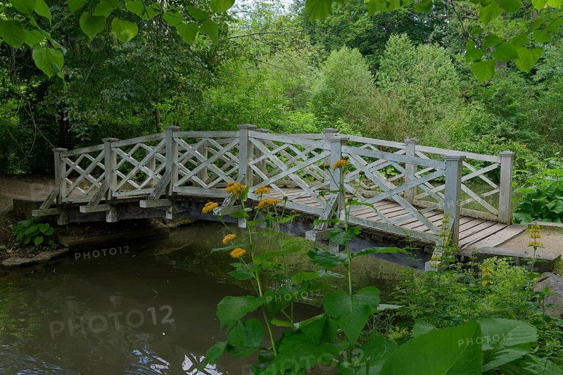 Pond in the castle park, wooden bridge, walk, walking, elecampane (Inula helenium), Bad Mergentheim, Tauber, Tauber valley, Tauberfranken, Main-Tauber-Kreis, Heilbronn-Franken, Baden-Württemberg, Germany, Europe