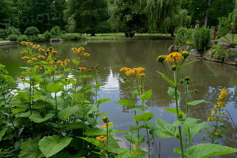 Pond in the castle park, elecampane (Inula helenium), Bad Mergentheim, Tauber, Tauber valley, Tauberfranken, Main-Tauber district, Heilbronn-Franken, Baden-Württemberg, Germany, Europe