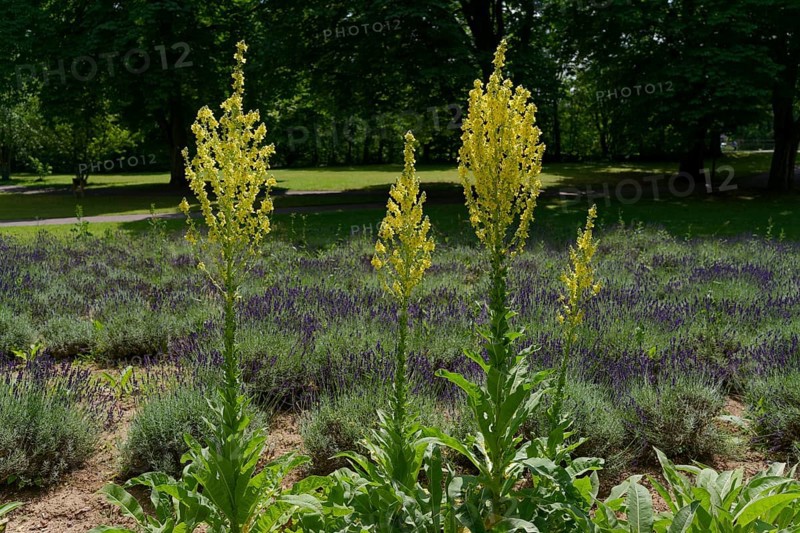 Early summer in the castle park, lavender, mullein, Bad Mergentheim, Tauber, Tauber valley, Tauberfranken, Main-Tauber district, Heilbronn-Franken, Baden-Württemberg, Germany, Europe
