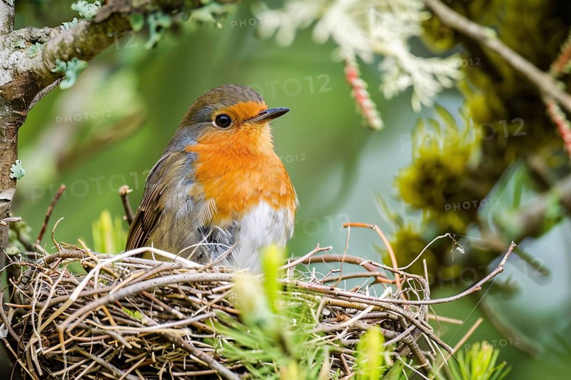 Small Robin bird in nest. Generative Ai, AI generated