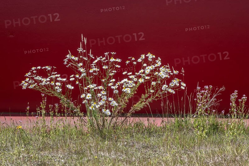 Scentless mayweed (Tripleurospermum inodorum) and centaury (Centaurium erythraea) in front of a red wall, Emsland, Lower Saxony, Germany, Europe
