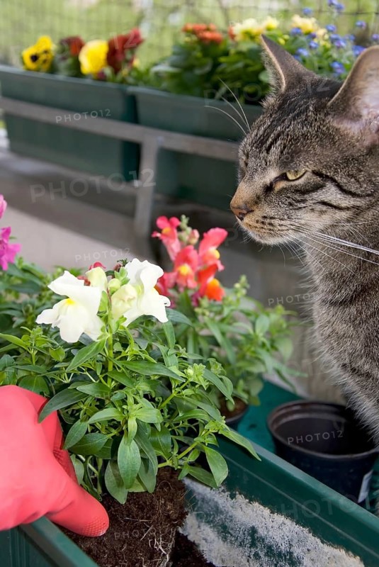 Hand implanting snapdragon flower on the balcony