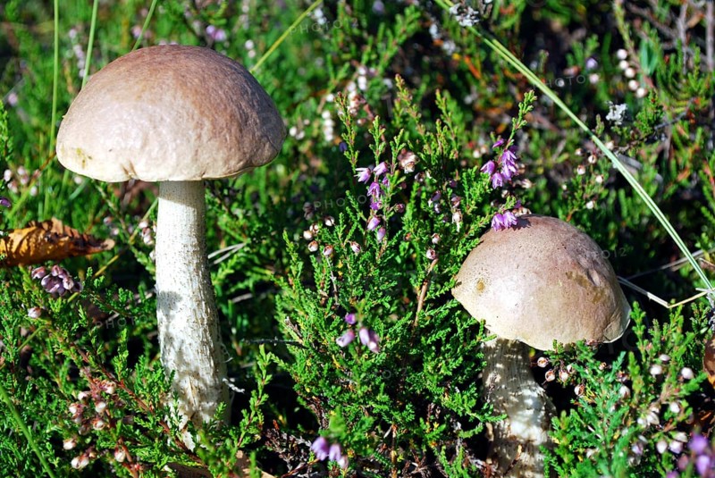 Two birch boletus mushrooms standing in heather plants in a moor
