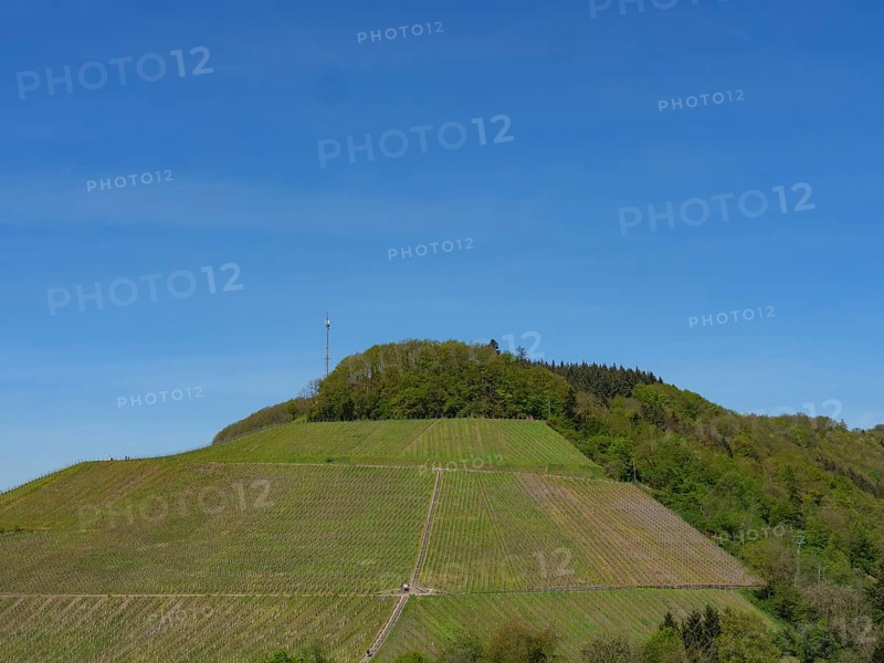 Vineyards on a hill under a blue sky with panoramic view of the surrounding landscape, saarburg, germany