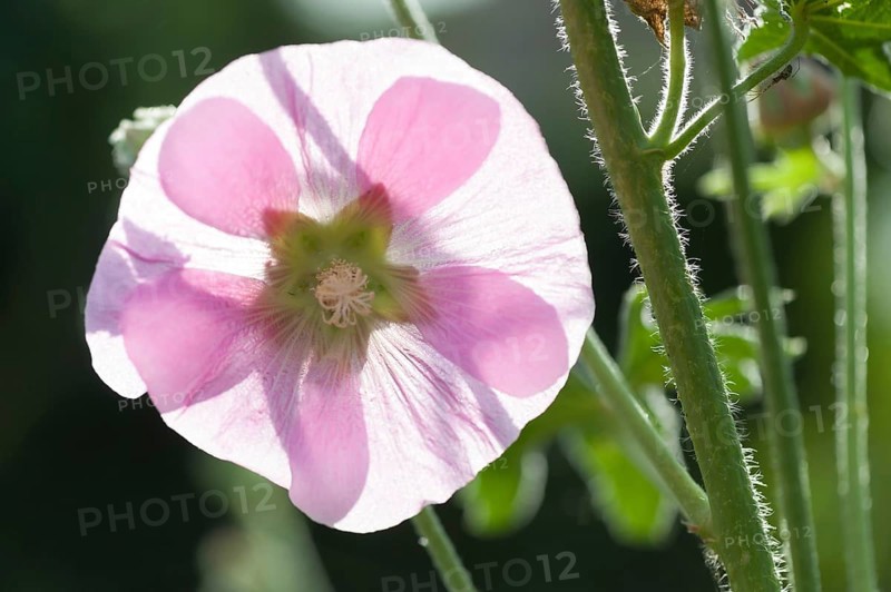 Pink hollyhock or mallow in back light. A spider lurks hidden behind a stalk. Rose hollyhock in back light. Hidden on a stalk to the right lurks a spider