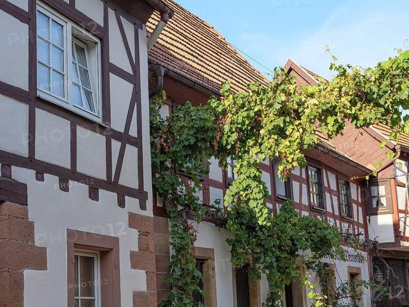 Traditional half-timbered houses with climbing ivy on the walls. Village atmosphere under a clear sky, Kandel, Palatinate, Germany, Europe