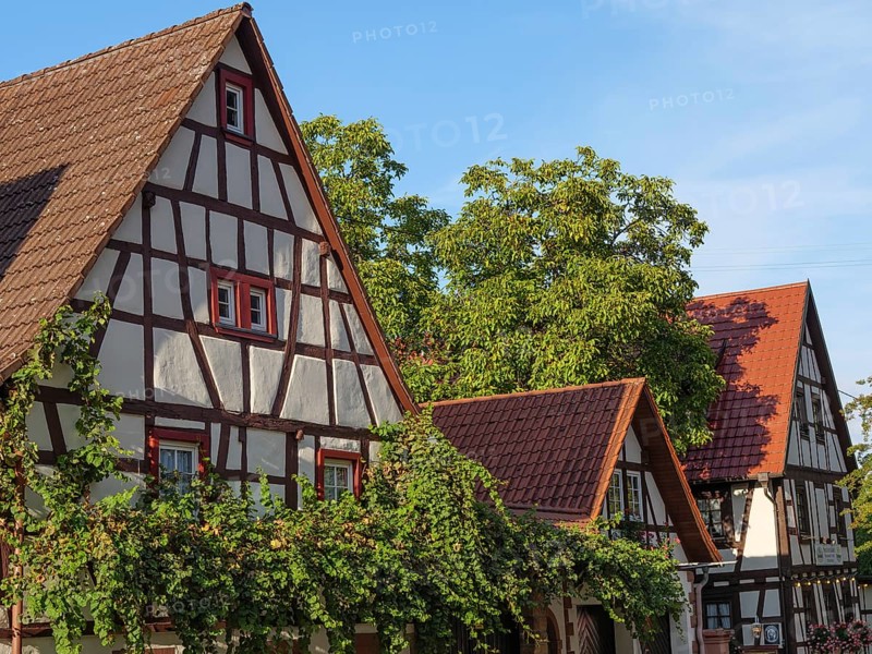 Half-timbered houses with walls overgrown with ivy. Late summer atmosphere under a blue sky, Kandel, Palatinate, Germany, Europe