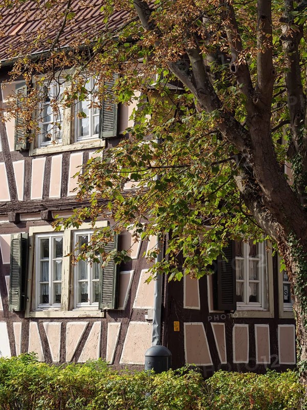 A half-timbered house with green shutters and a tree in the foreground in an autumnal setting, Kandel, Palatinate, Germany, Europe
